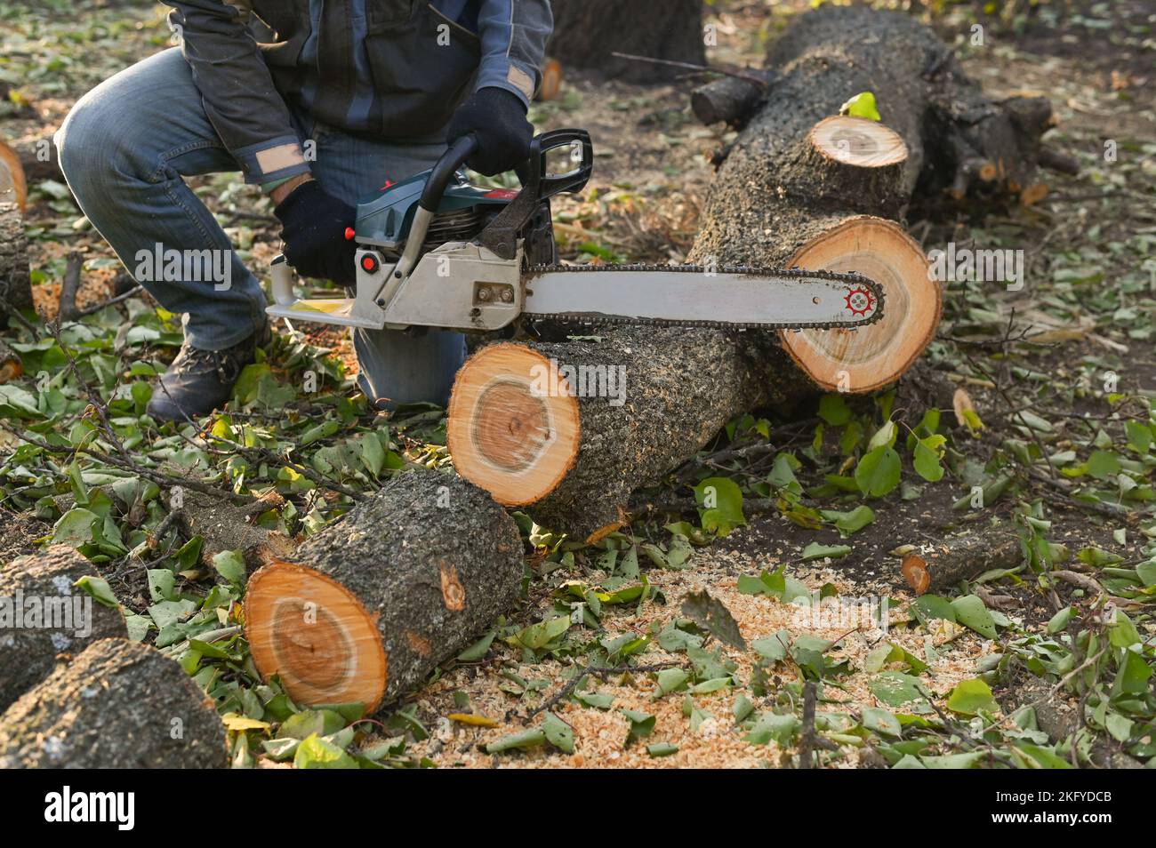 Cutting firewood with a chainsaw. The chainsaw tire is lying on the