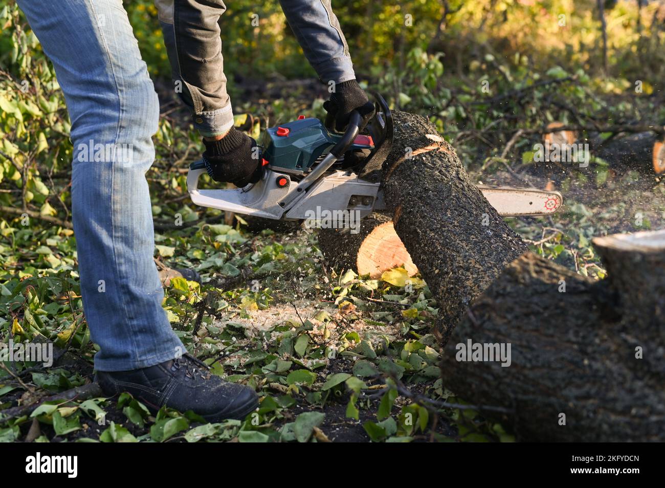 Chainsaw cutting wood. A man cutting a tree with a chainsaw, sawdust