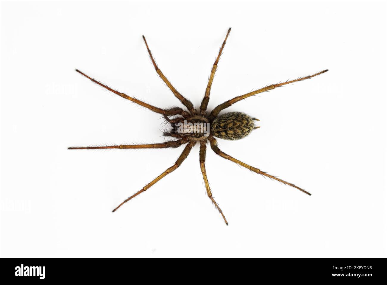 Macro photo of tegenaria spider isolated on white background Stock Photo