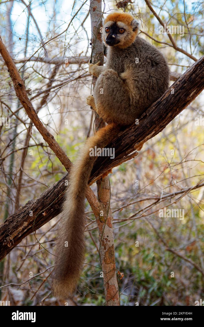 Red Lemur - Eulemur fulvus rufus also Rufous brown or Northern Red-fronted lemur, lemur from Madagascar, primate in typical dry forest, climbing on th Stock Photo