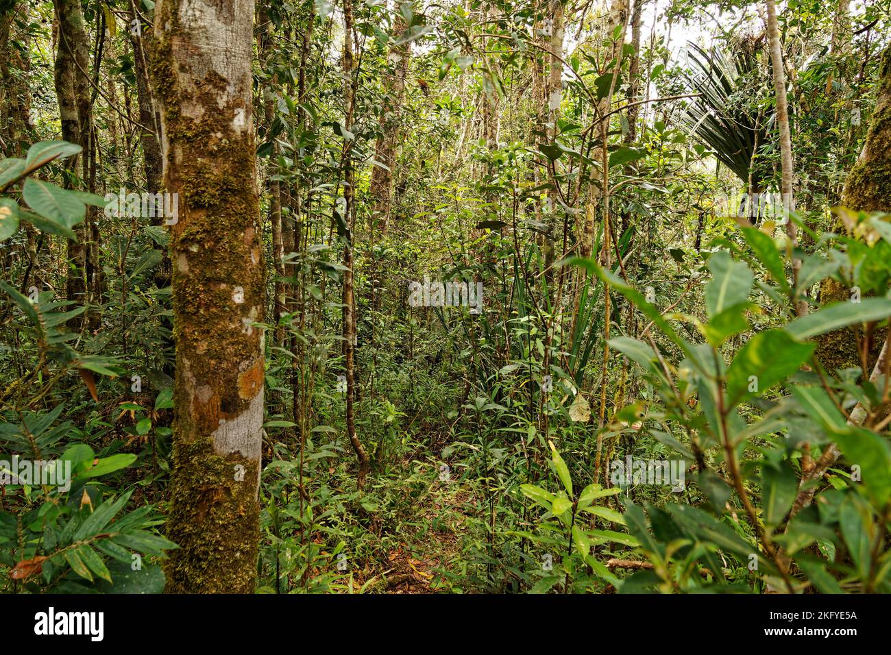 Landscape of Madagascar jungle and rainforest near Andasibe, green protected environment with