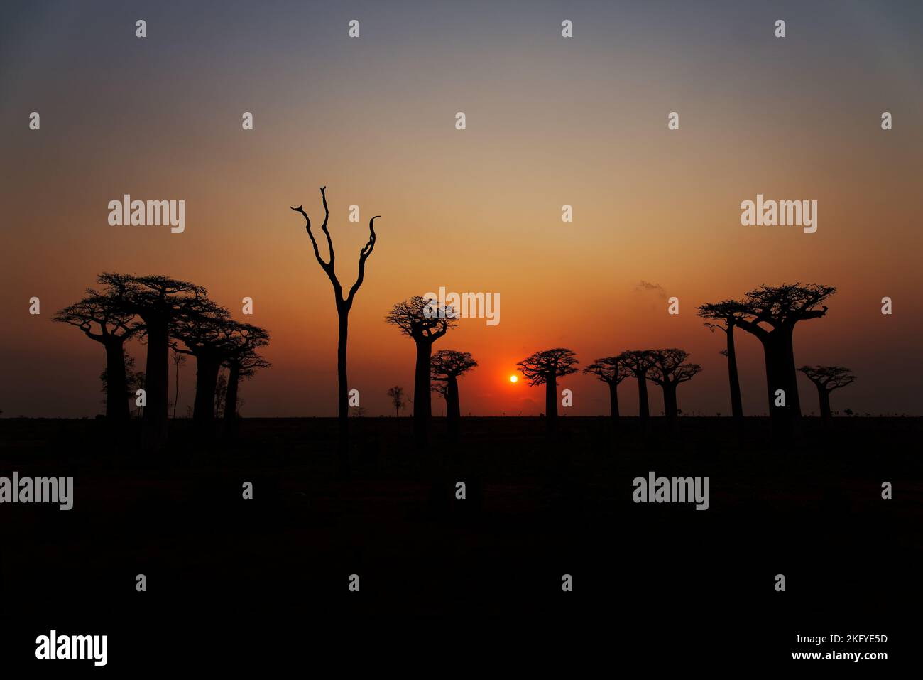 Landscape with the big trees baobabs in Madagascar. Baobab alley during sunset or sunrise, late evening orange sun and baobab silhouettes. Stock Photo