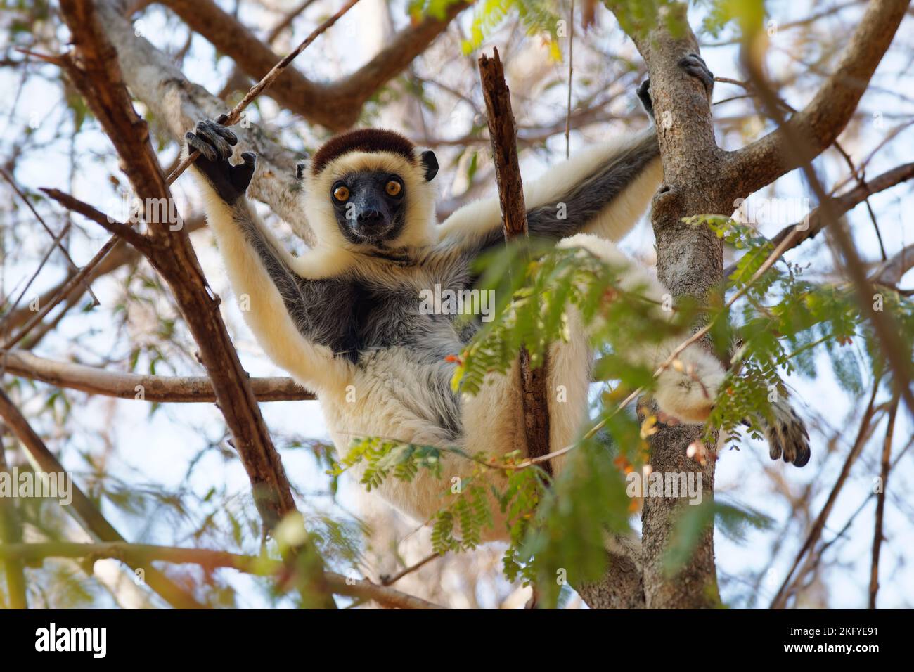 Verreauxs Sifaka - Propithecus verreauxi or White sifaka, primate in the Indriidae, lives from rainforest to dry deciduous forests of western Madagasc Stock Photo