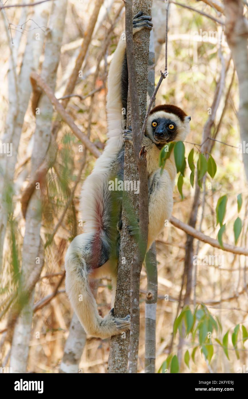 Verreauxs Sifaka - Propithecus verreauxi or White sifaka, primate in the Indriidae, lives from rainforest to dry deciduous forests of western Madagasc Stock Photo