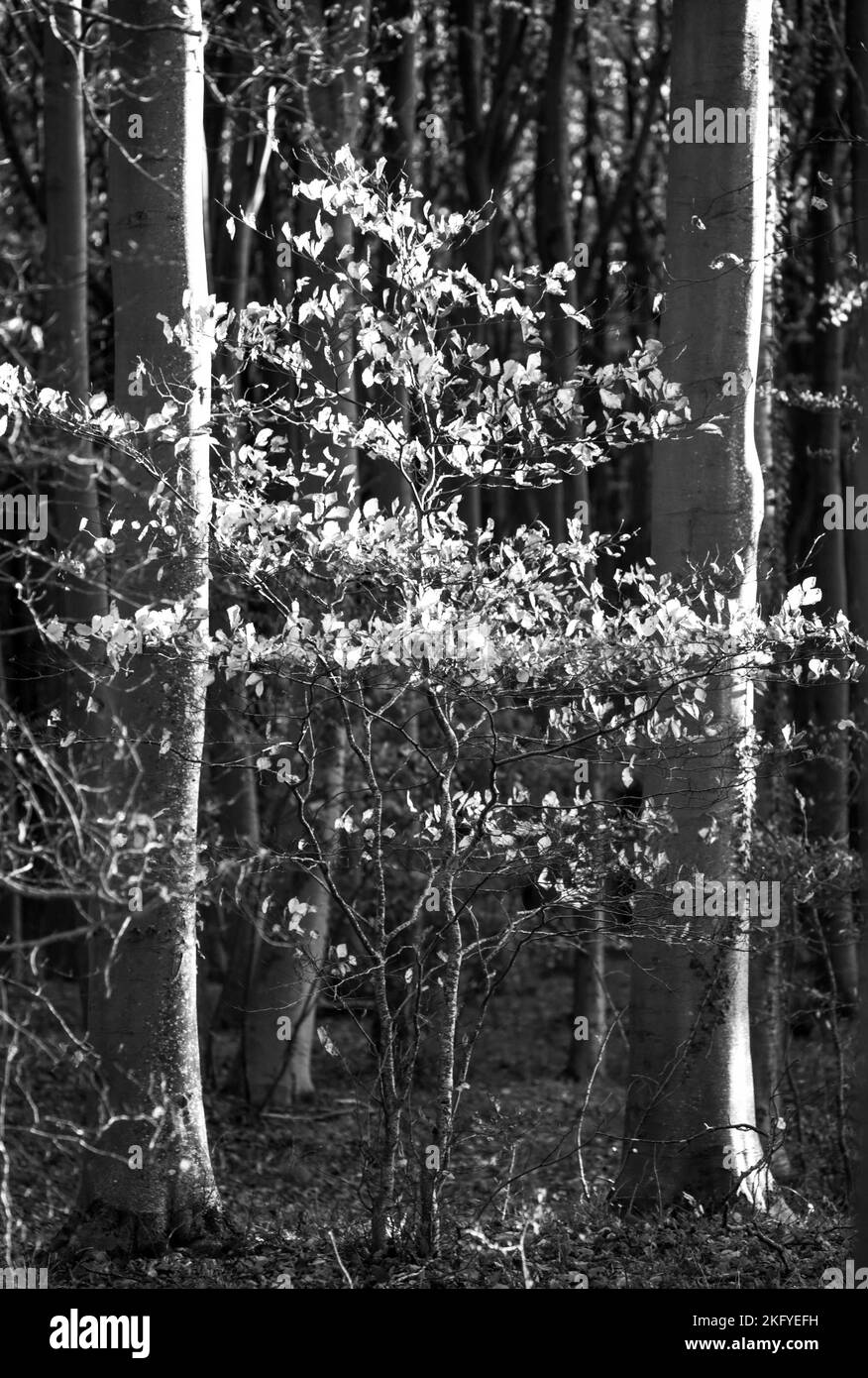 Sunlit beech trees leaves Black and White Stock Photos & Images - Alamy