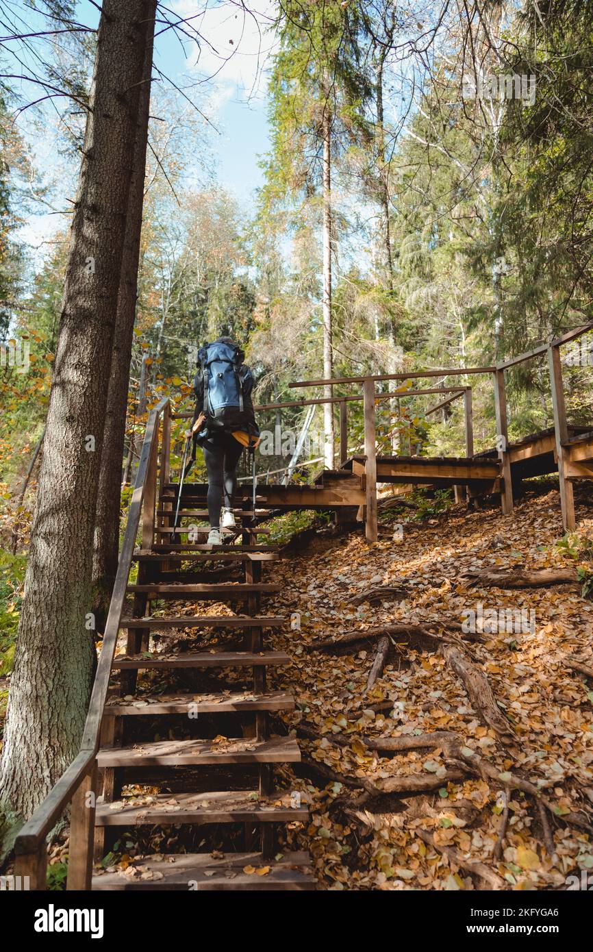 Woman traveler hiking in the woods on wooden stairs with backpack and ...