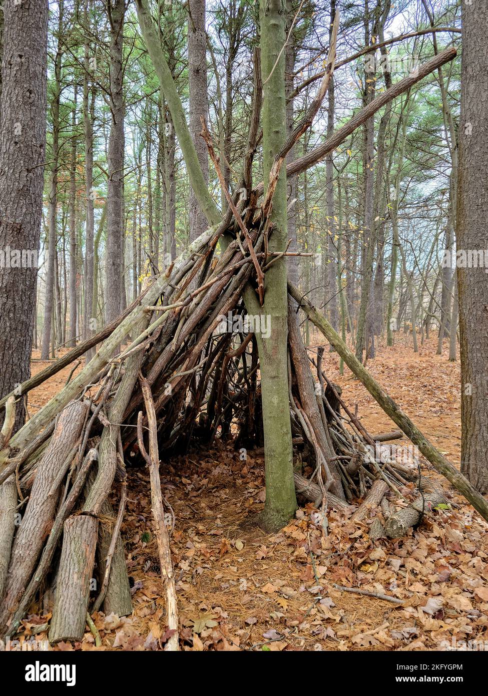 Manmade tree shelter in autumn woods Stock Photo