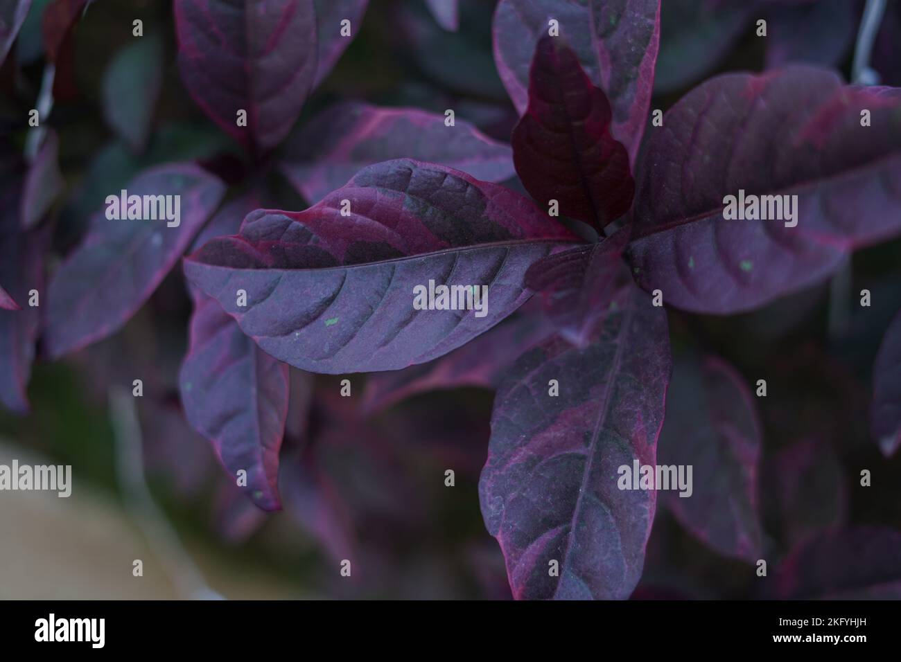 A closeup shot of dark purple alternanthera leaves Stock Photo