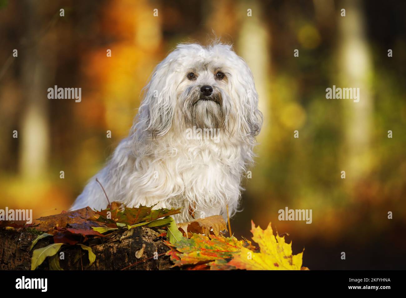 sitting Bolonka Zwetna Stock Photo Alamy