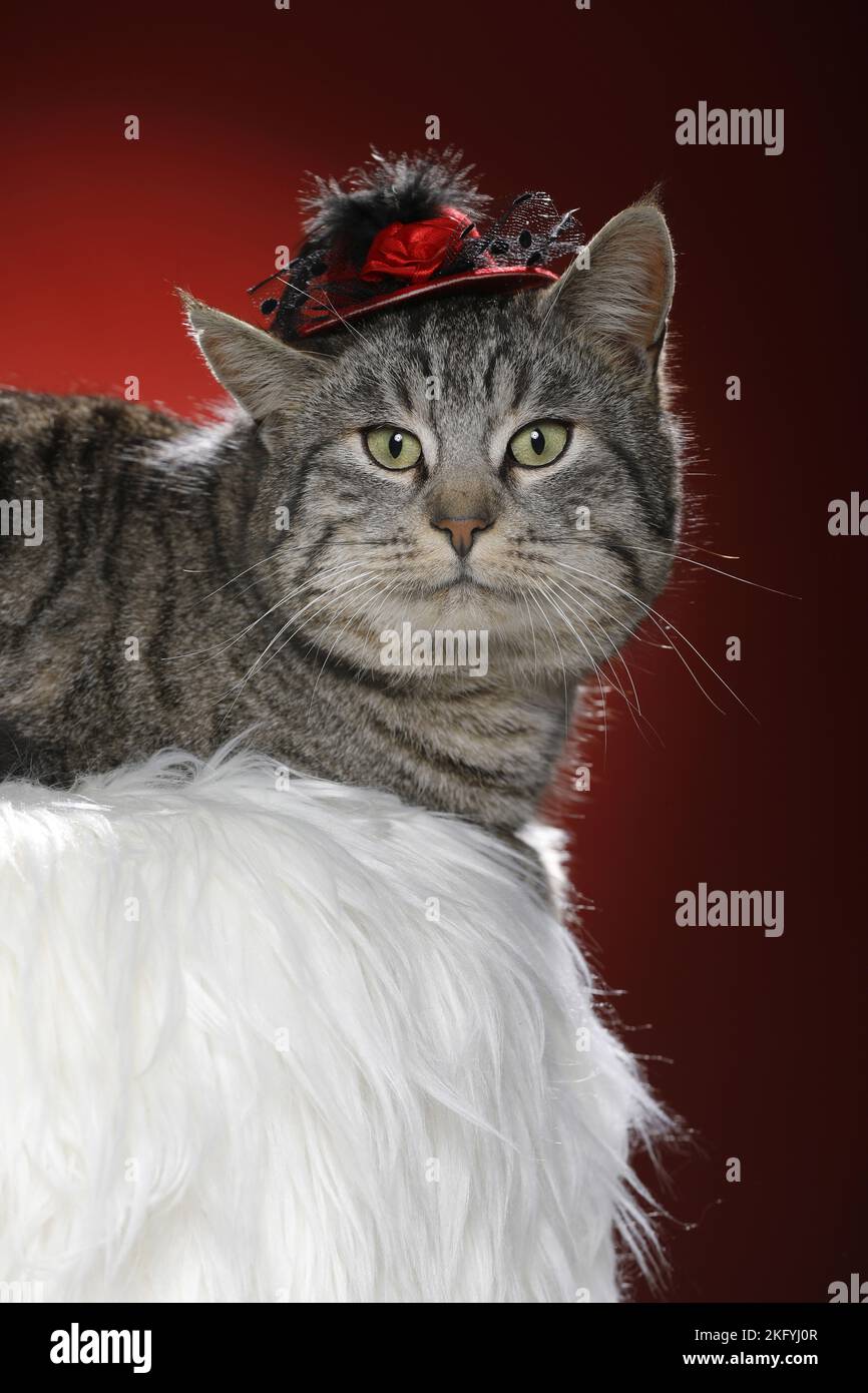 cat with hat Stock Photo
