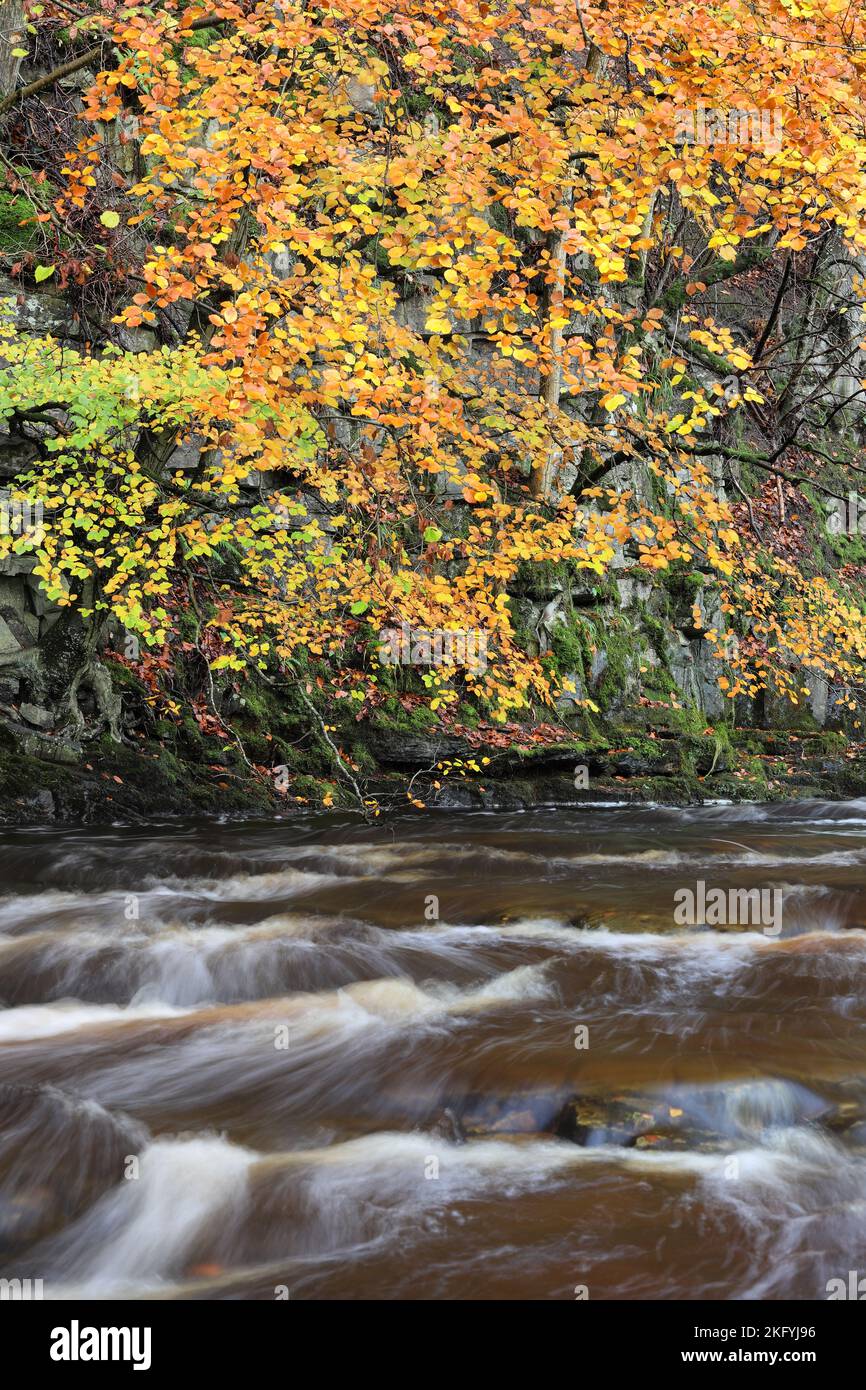 Stream Coloured by Peat Sediment in the Water after Heavy Rain, North Pennines, Teesdale, County Durham, UK Stock Photo