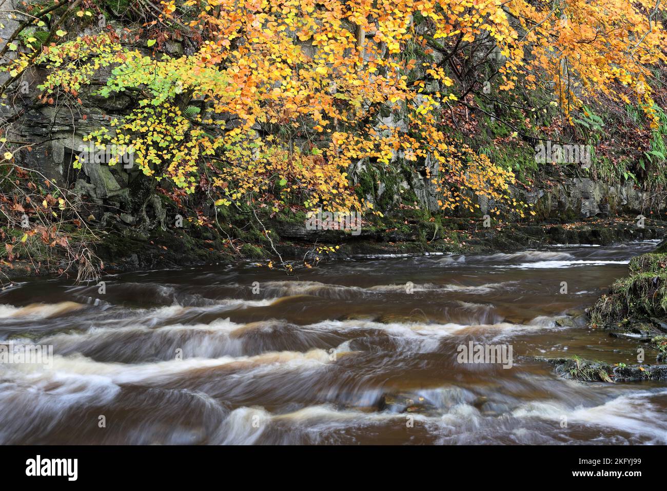 Autumn Colours, Bow Lee Beck, North Pennines, Teesdale, County Durham, UK Stock Photo