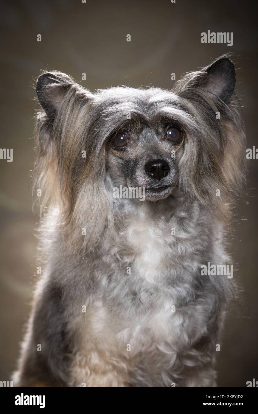 Chinese Crested Powderpuff Portrait Stock Photo Alamy