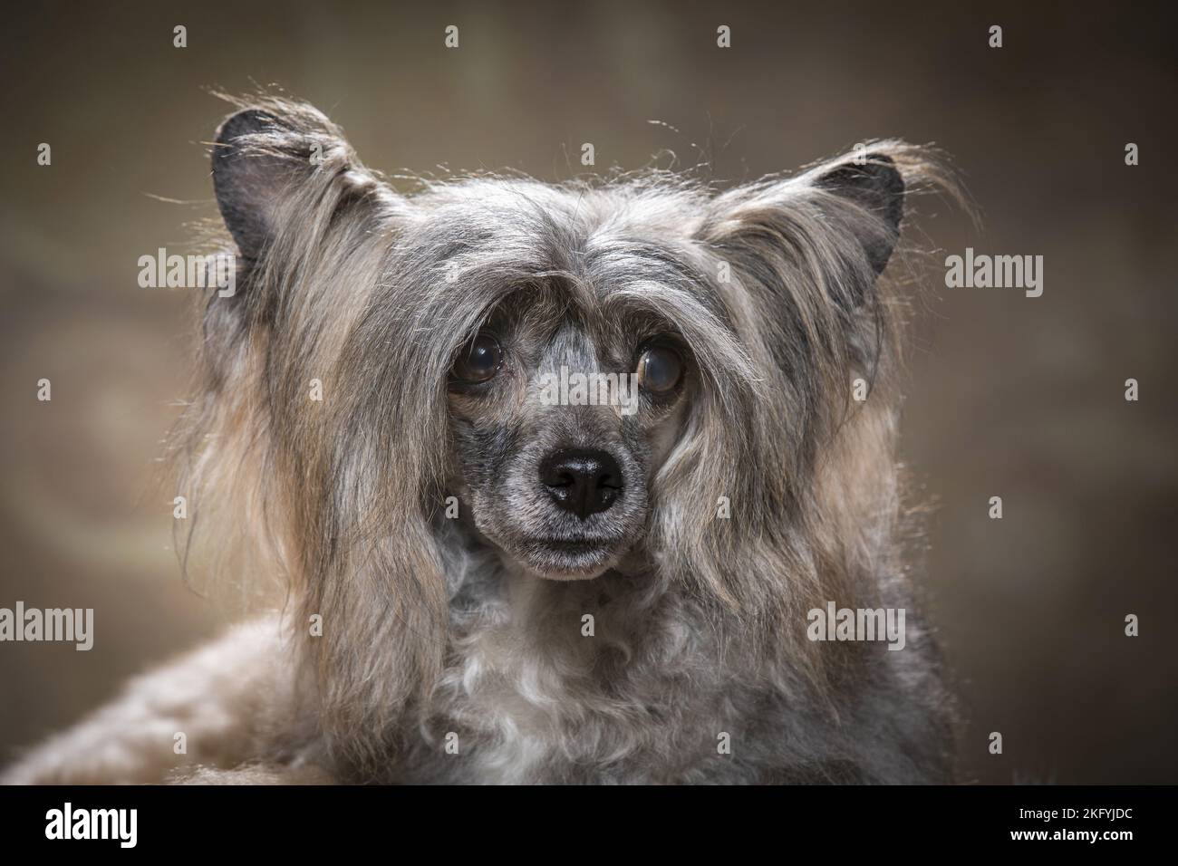 Chinese Crested Powderpuff Portrait Stock Photo Alamy