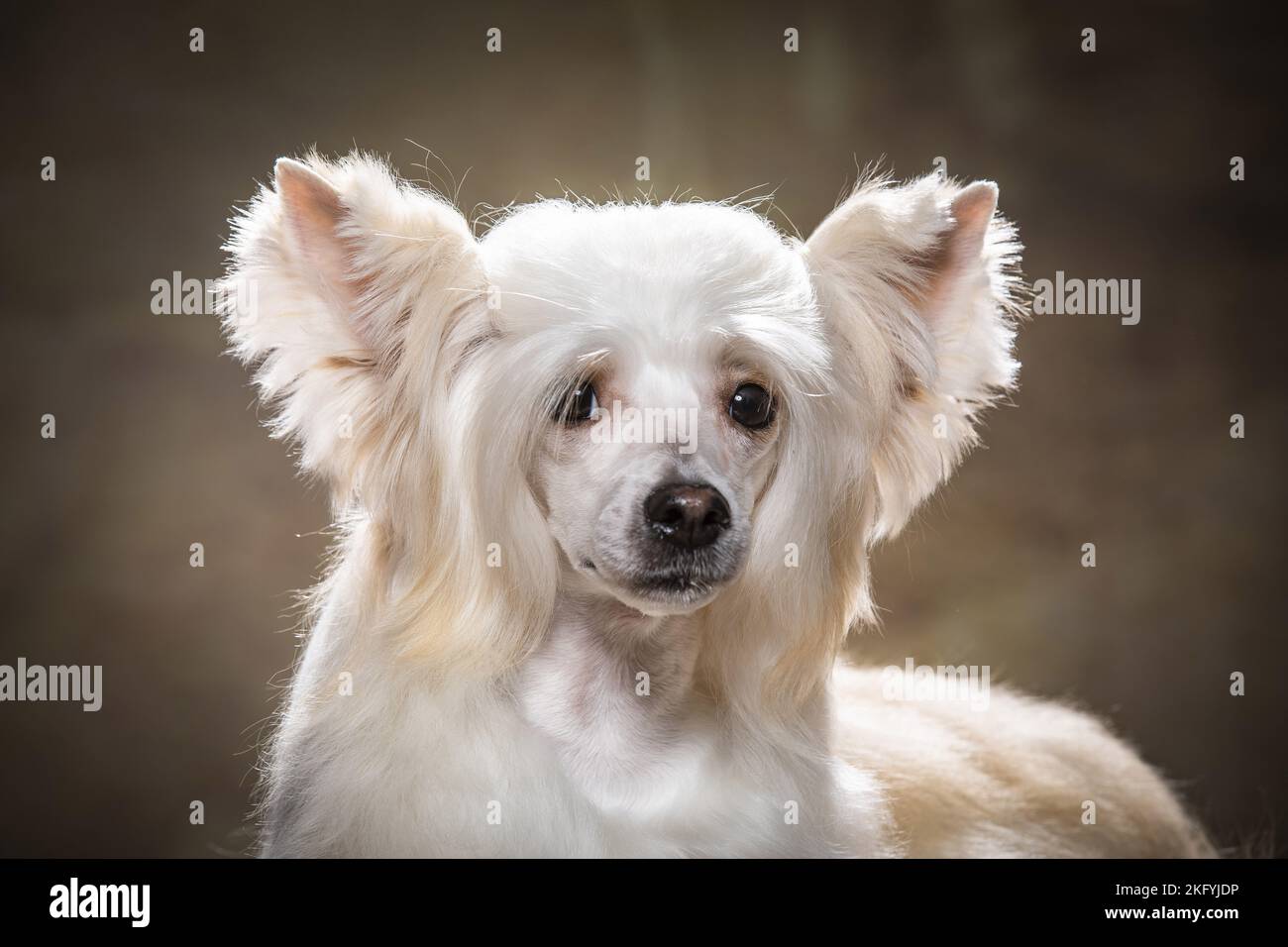 Chinese Crested Powderpuff Portrait Stock Photo Alamy