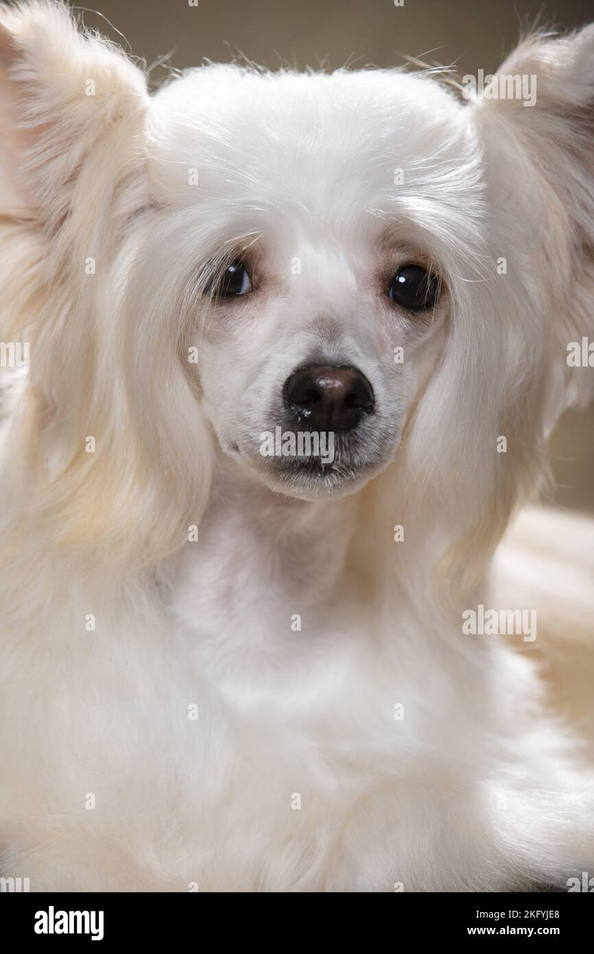 Chinese Crested Powderpuff face Stock Photo Alamy