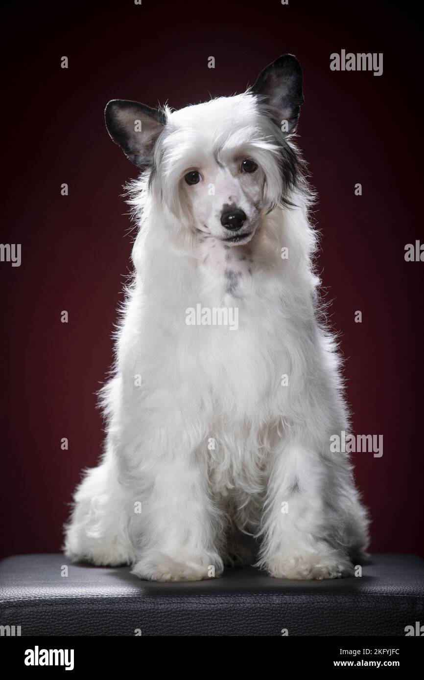 sitting Chinese Crested Powderpuff Stock Photo Alamy
