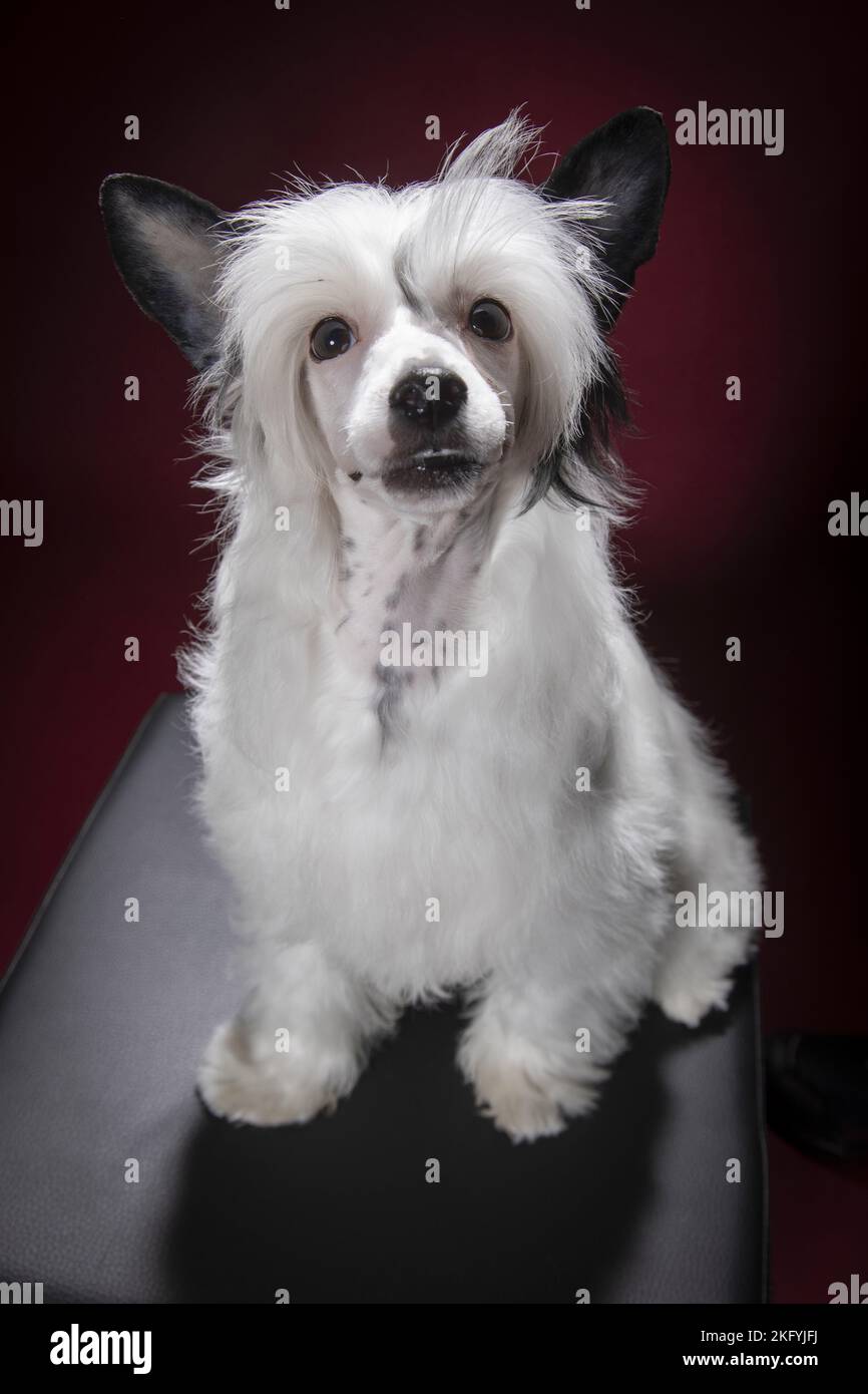 Japanese powder hotsell puff dog