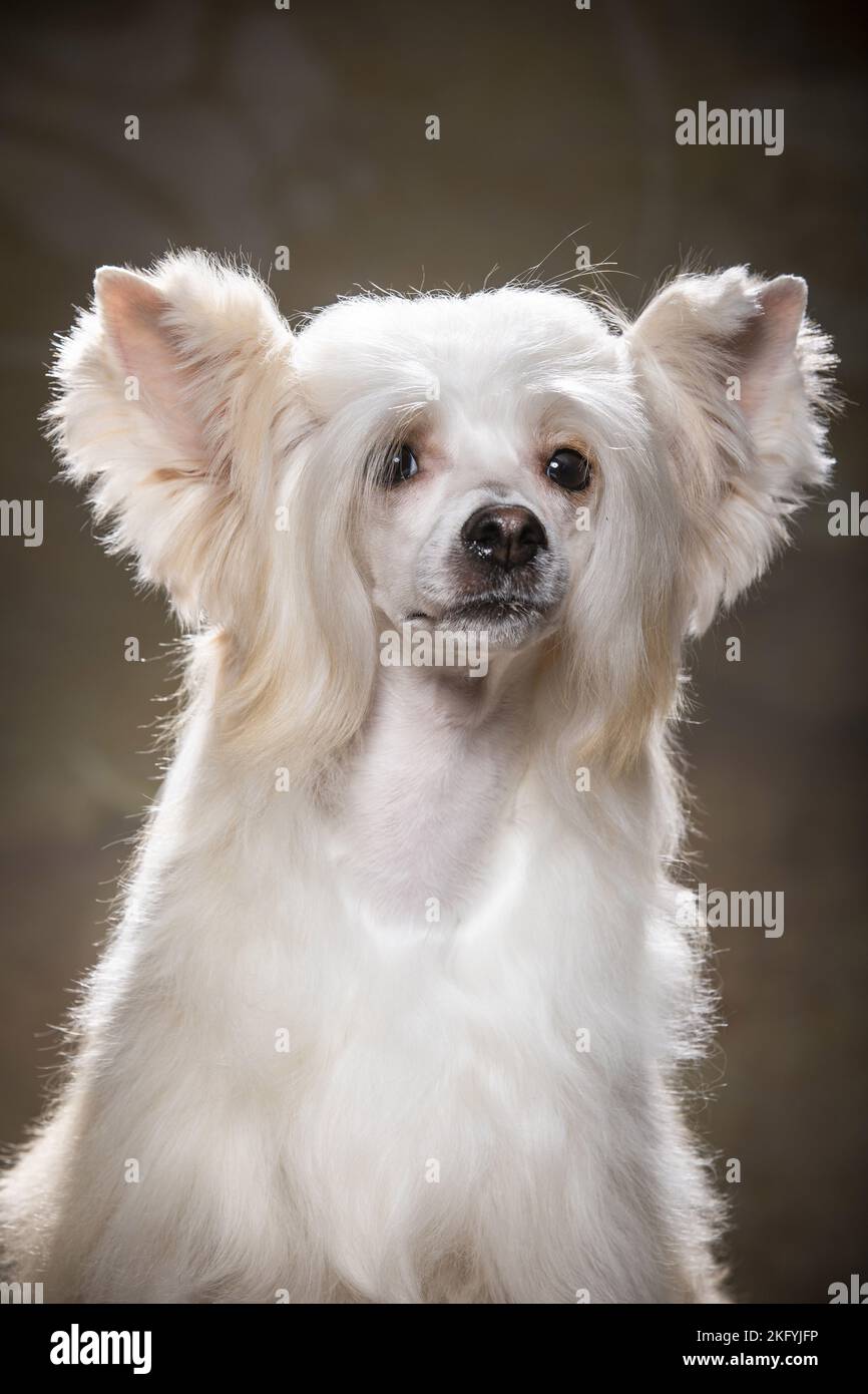 Chinese Crested Powderpuff Portrait Stock Photo Alamy