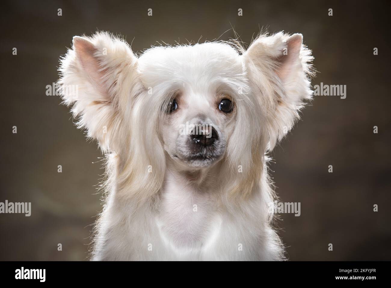 Chinese Crested Powderpuff Portrait Stock Photo Alamy
