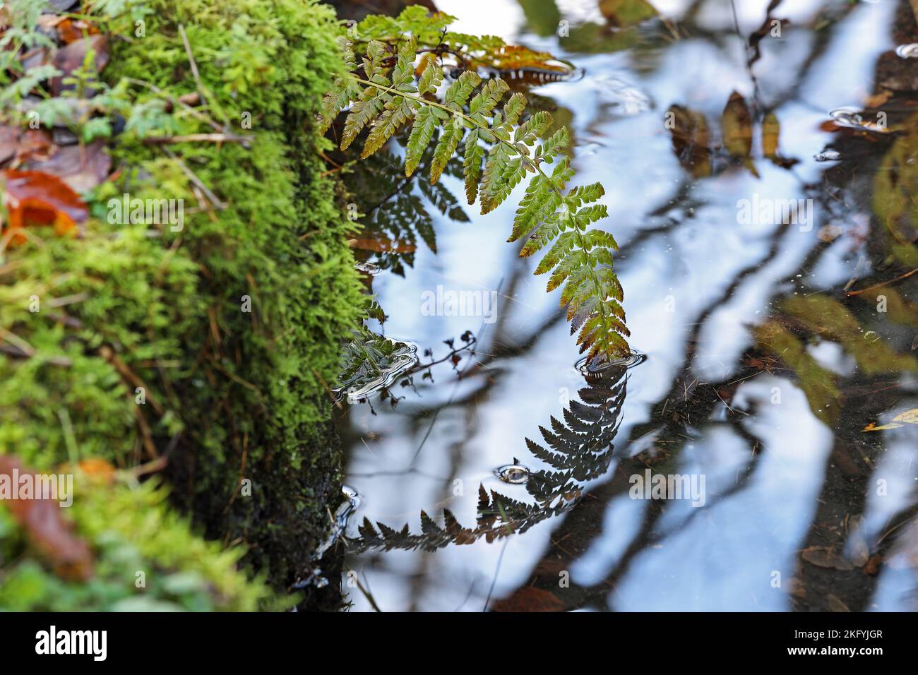 Fern and Reflection, North Pennines, UK Stock Photo