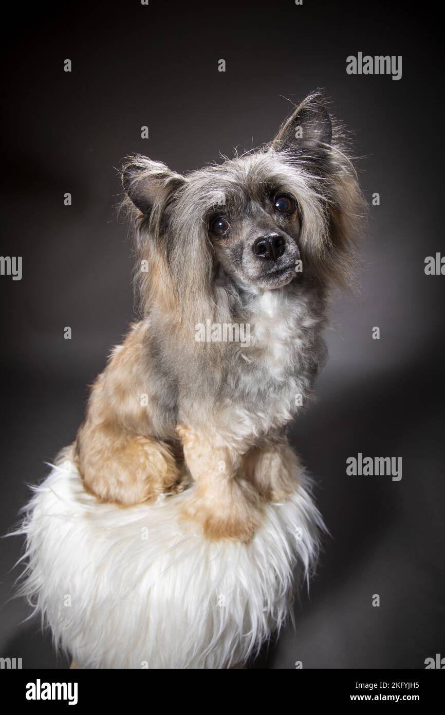 sitting Chinese Crested Powderpuff Stock Photo Alamy