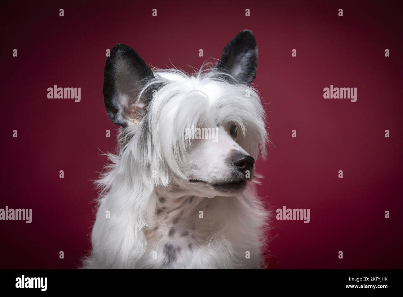 Chinese Crested Powderpuff Portrait Stock Photo Alamy