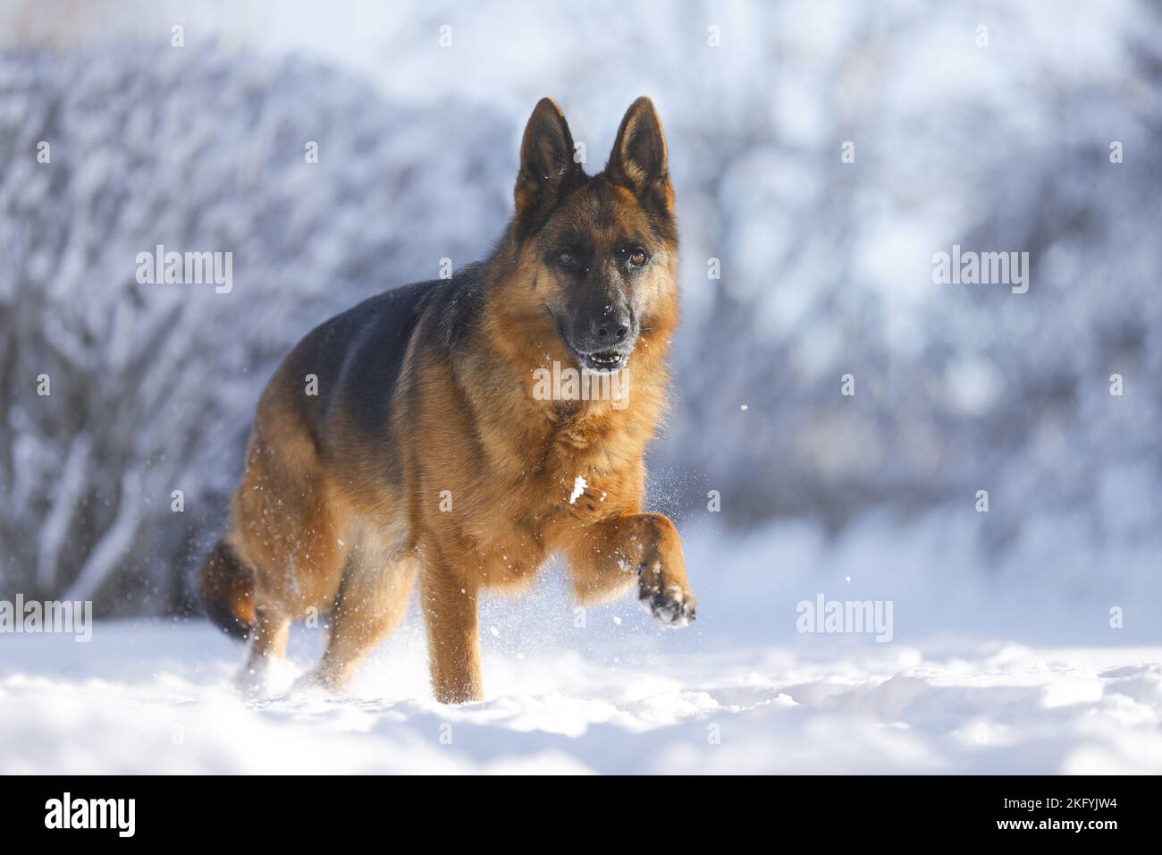 German Shepherd runs through the snow Stock Photo