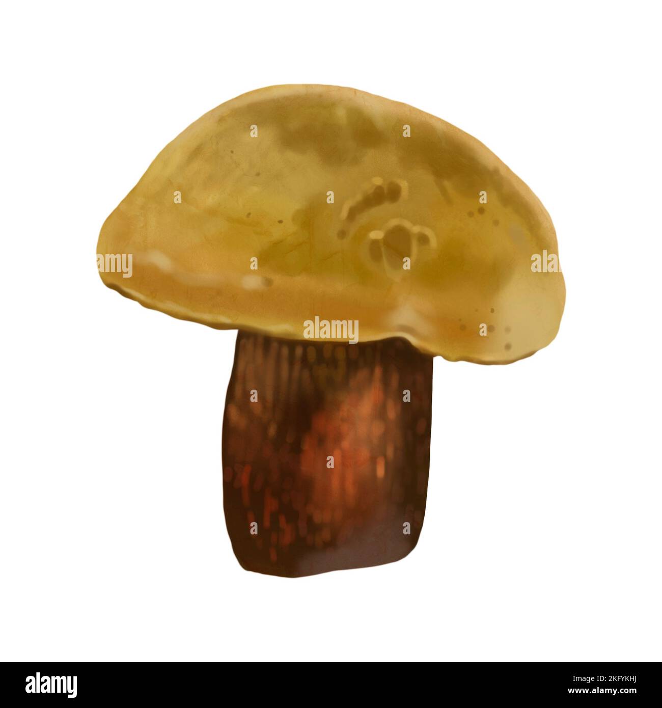 Watercolor realistic mushroom lurid bolete. illustration Suillellus