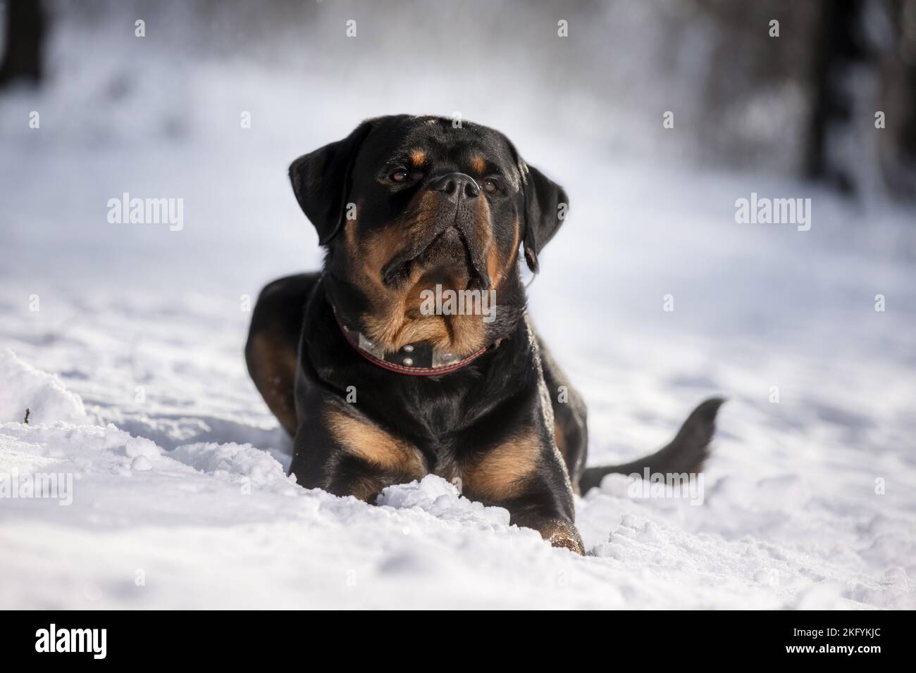 Rottweiler lies in the snow Stock Photo