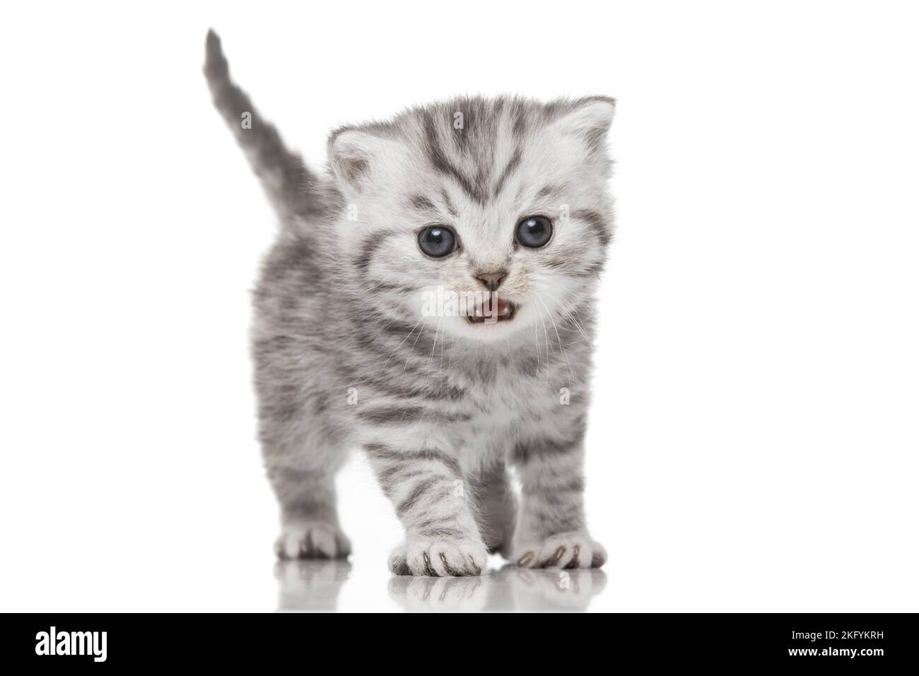 British Shorthair Kitten Stock Photo - Alamy