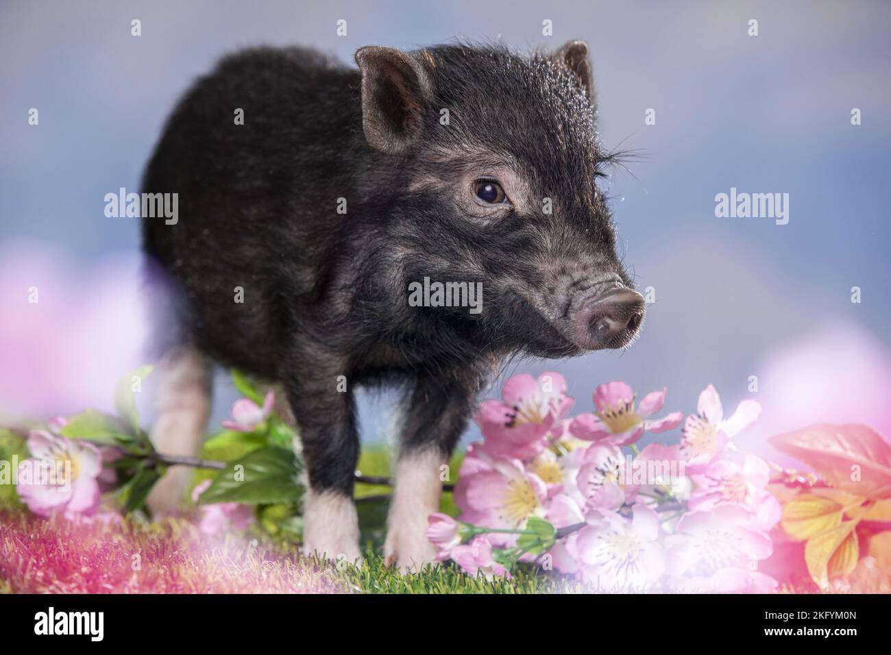 Young pig black stands hi-res stock photography and images - Alamy