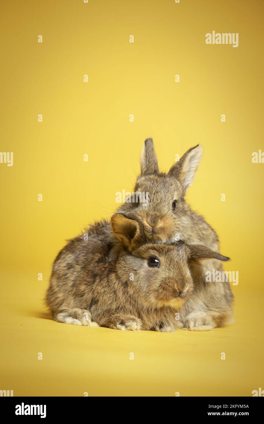Snuggling rabbits hi-res stock photography and images - Alamy