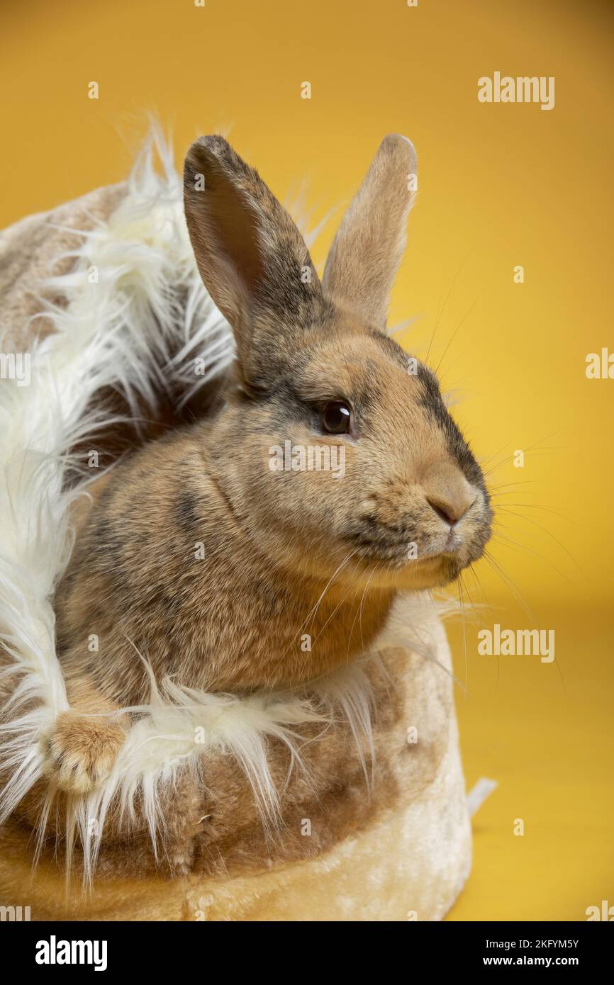 Two rabbits sleeping hi-res stock photography and images - Alamy
