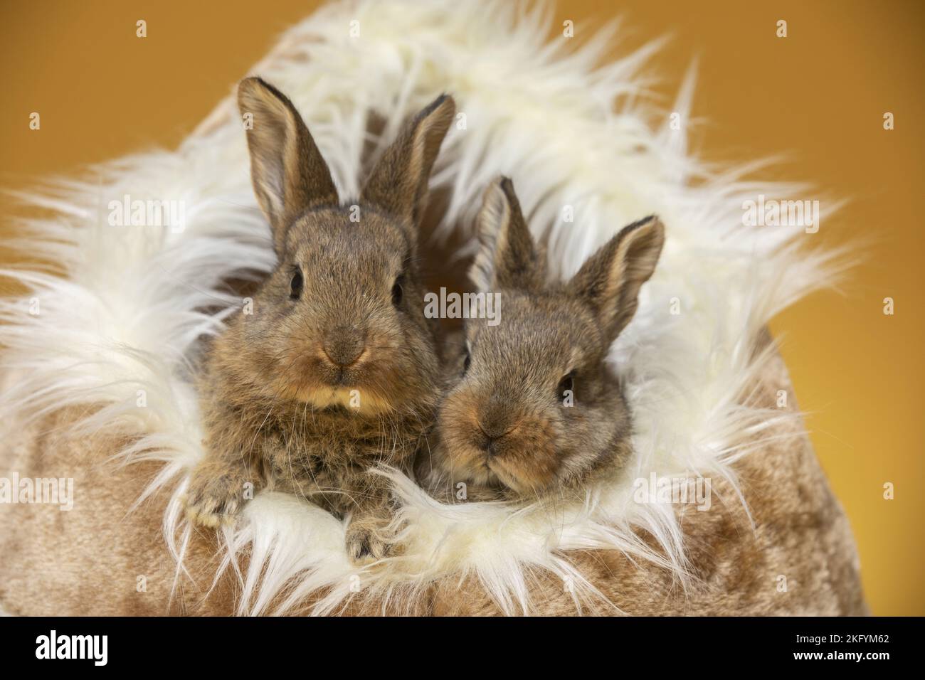 Two Rabbit Alamy Two baby rabbits on bed hi-res stock photography and images - Alamy