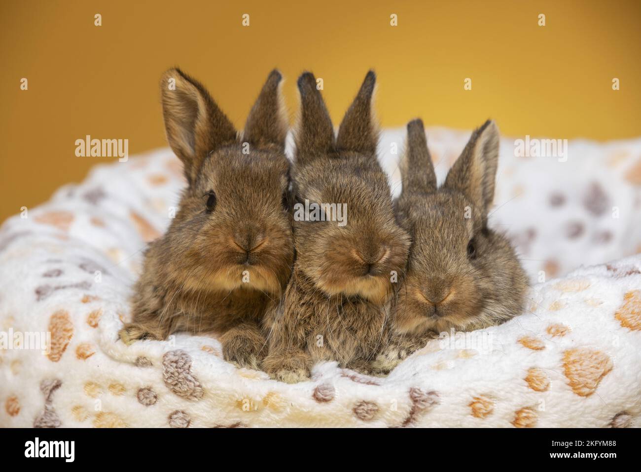 3 young rabbits Stock Photo Alamy