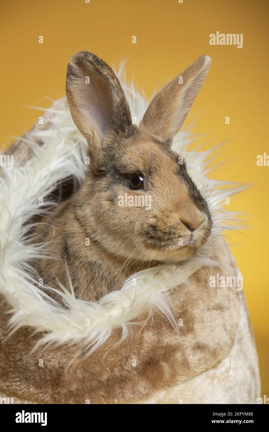 Two rabbits sleeping hi-res stock photography and images - Alamy
