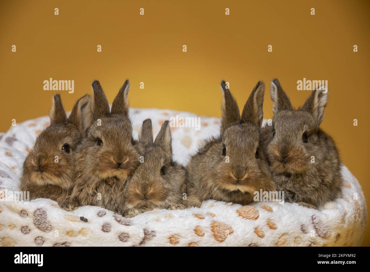 5 young rabbits Stock Photo Alamy