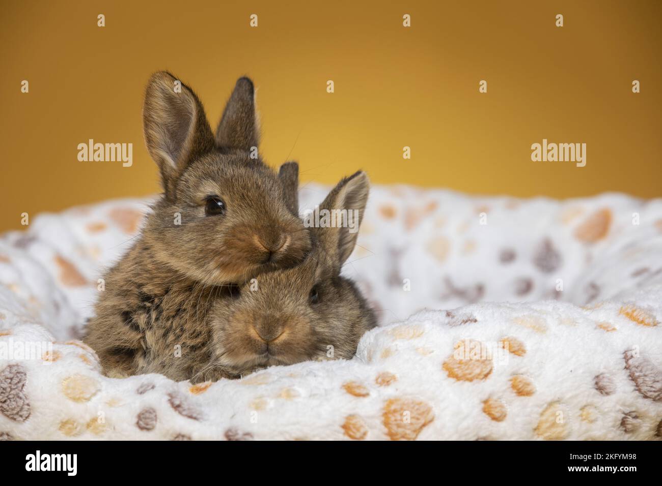 Two baby rabbits on bed hi-res stock photography and images - Alamy