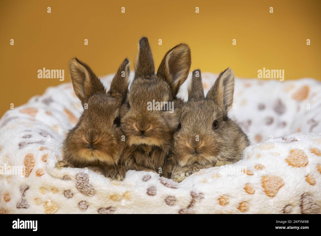 3 young rabbits Stock Photo Alamy