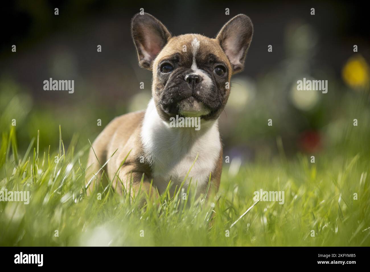 French Bulldog Puppy stands in the grass Stock Photo