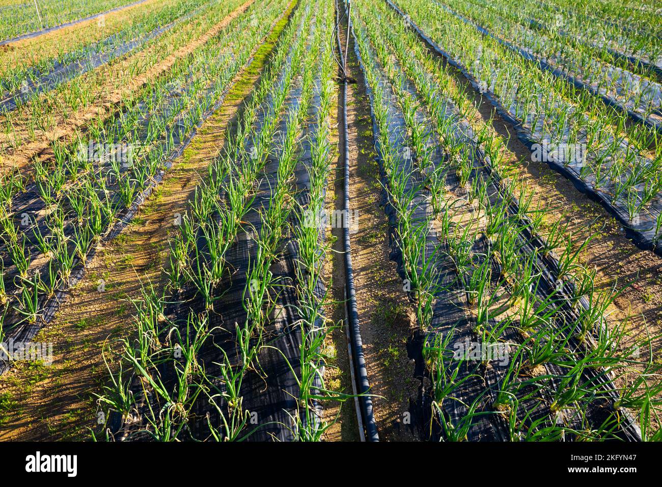 Growing green onions Stock Photo - Alamy