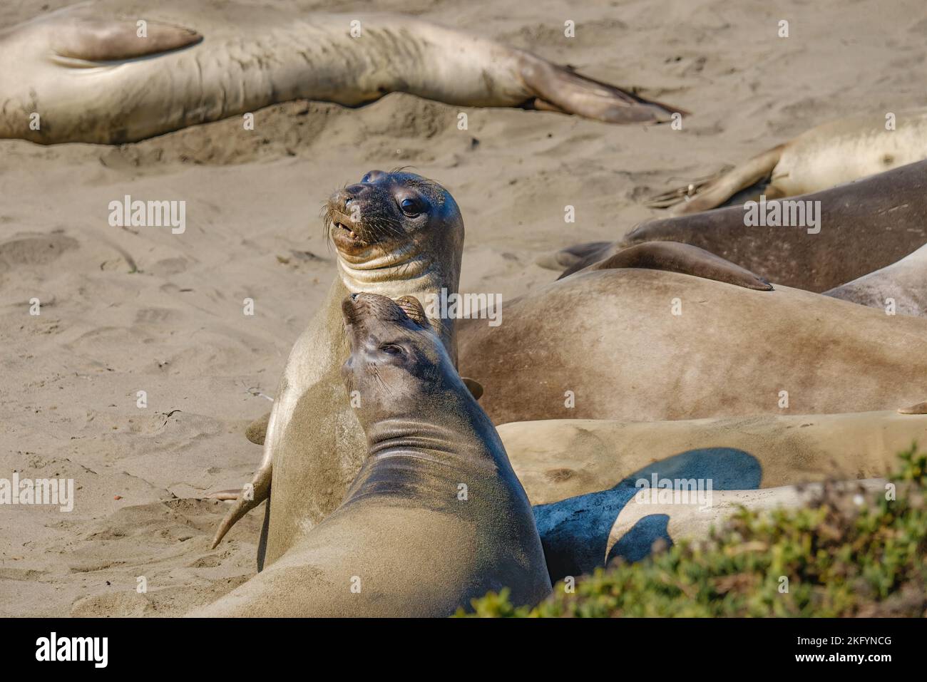 Elephant seal colony. Seals close up on the beach, San Simeon State