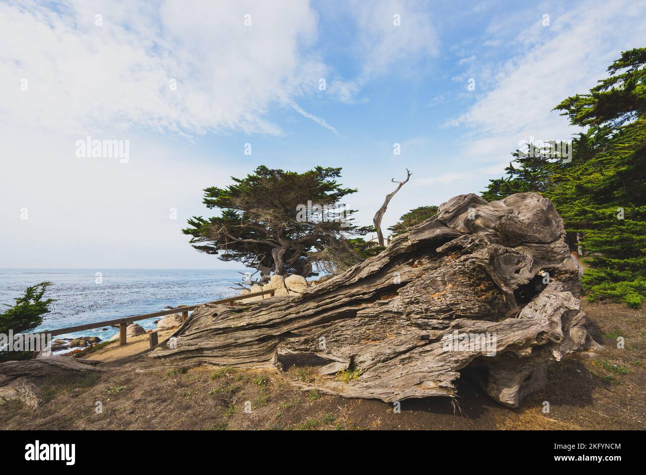 Ghost Trees at Pescadero Point on the 17 Mile Drive, California coastline Stock Photo