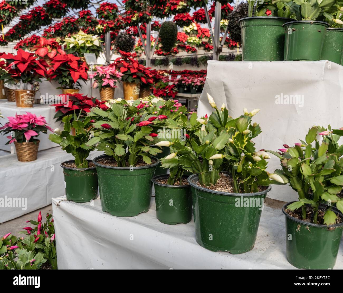 Colorful Christmas cacti in greenhouse blooming for the Christmas holiday season. Stock Photo