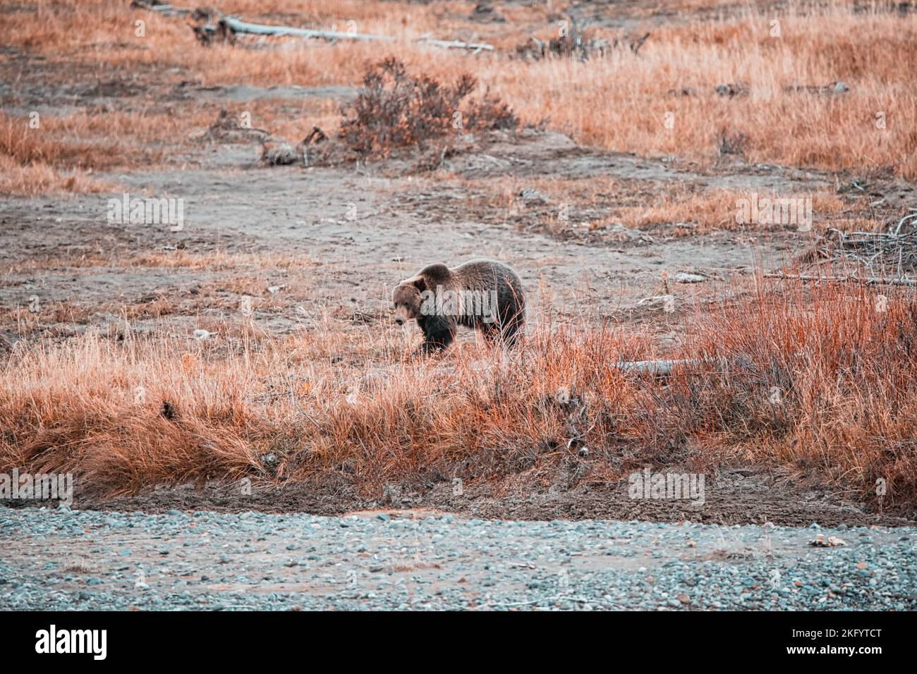 Grizzly Bear in Yellowstone National Park Stock Photo - Alamy