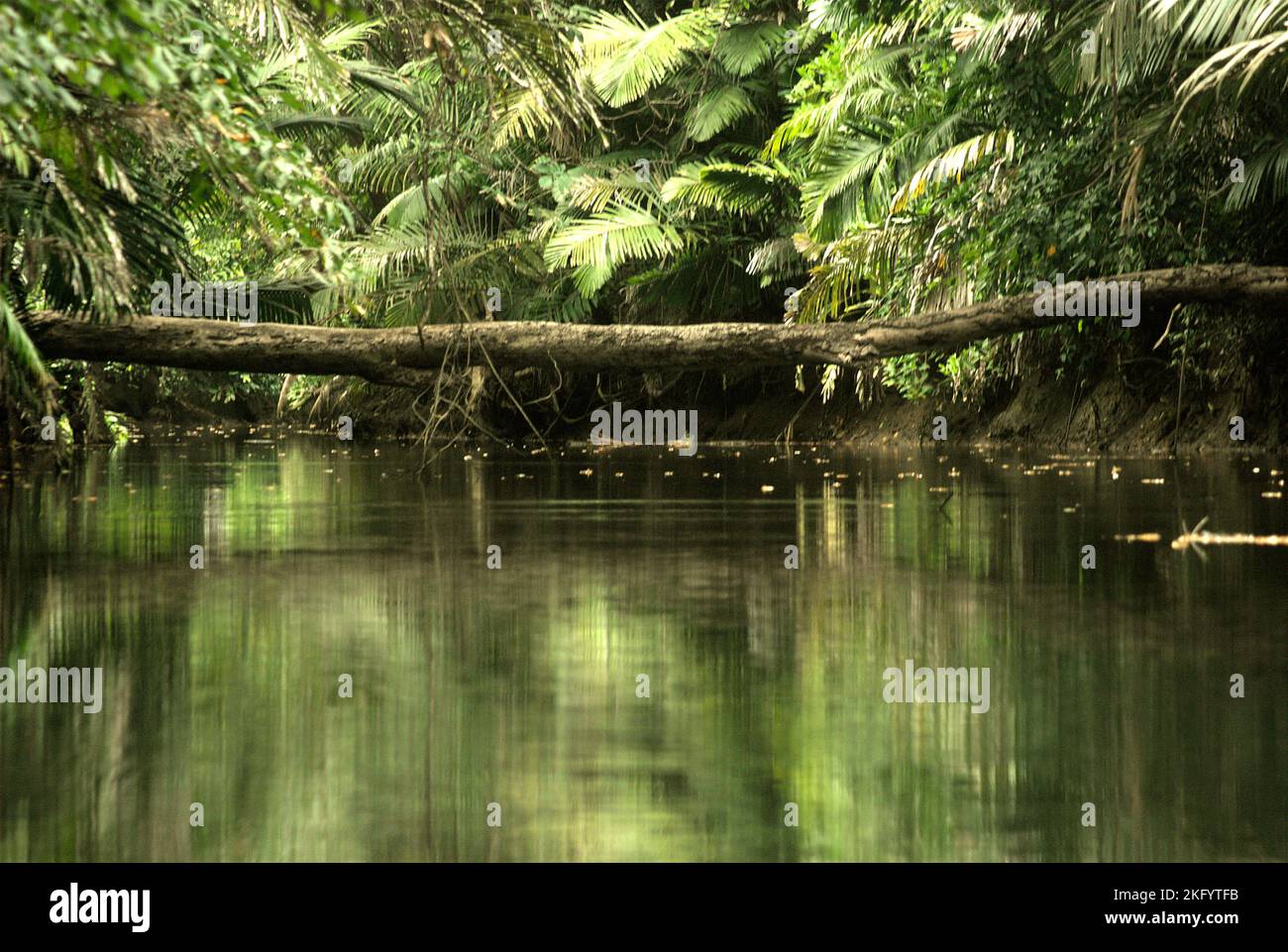 A tree log that has fallen across Cigenter river in Handeuleum Island, a part of Ujung Kulon National Park in Pandeglang, Banten, Indonesia. Stock Photo