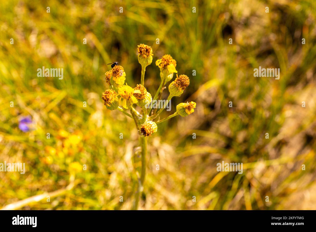 Sulphur Buckwheat (Eriogonum umbellatum) closeup, Little Firehole