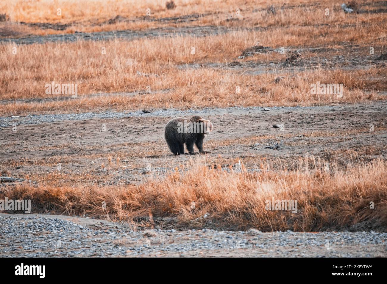 Grizzly Bear In Yellowstone National Park Stock Photo - Alamy