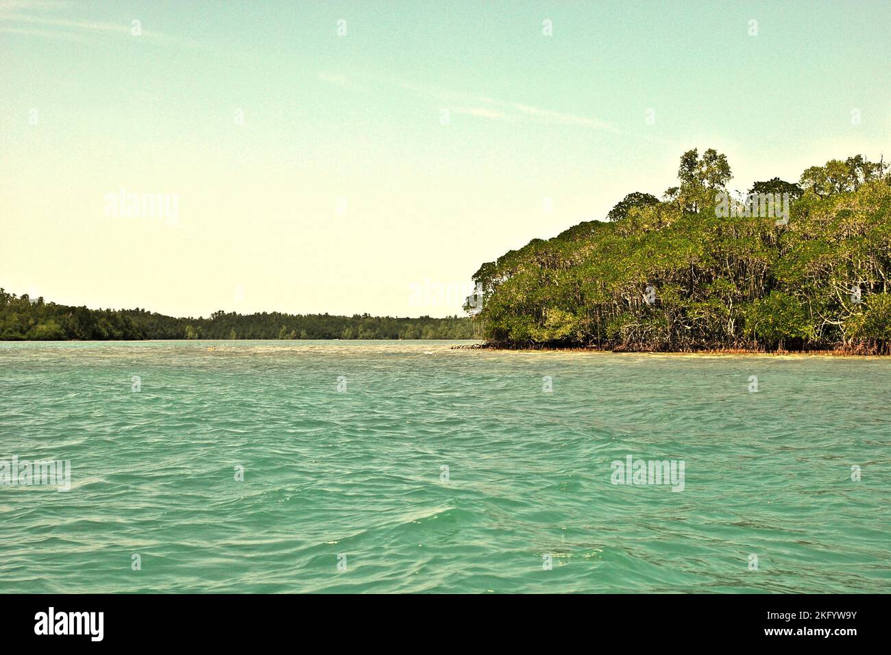 Lindungi Pantai dengan Menanam Mangrove di Ujung Kulon Banten